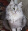 Naughty Lottie - A Very Naughty Cat Indeed